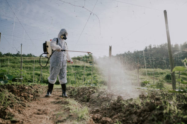 Best Termite Control Services  in Tellico Plains, TN